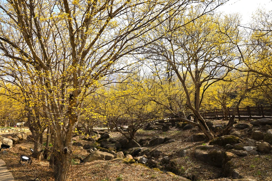 SE-dce5d55a-9c1a-49d4-aafd-54ab77db9374.jpg?type=w1