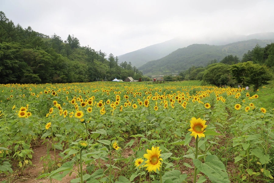 SE-6847e58f-af9a-4d84-8244-cc29db1fb7c0.jpg?type=w1