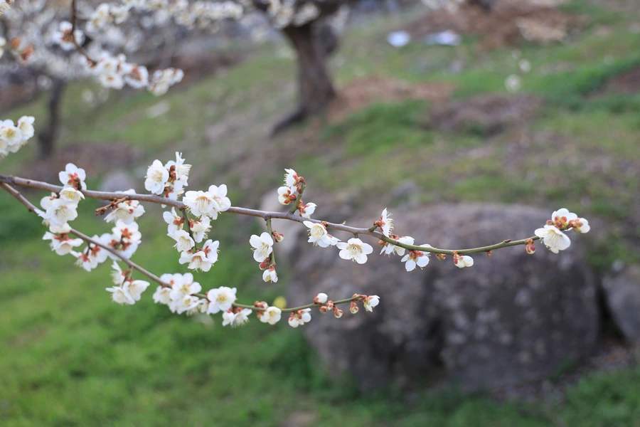 SE-dbeb1be8-b497-4294-9d10-07f597706c95.jpg?type=w1