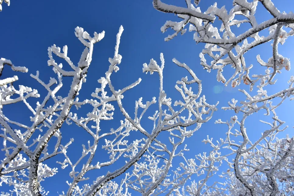 11%EC%9B%9426%EC%9D%BC_(85).JPG?type=w966