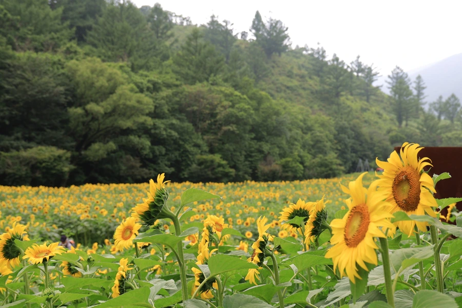 SE-87530353-603f-488f-9fa1-4821e315ef2a.jpg?type=w1