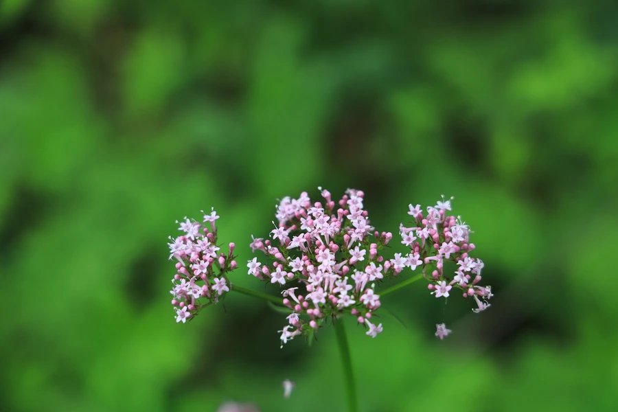 SE-0e176b9e-f0fc-40cc-a31e-c9ac29e80c3f.jpg?type=w1