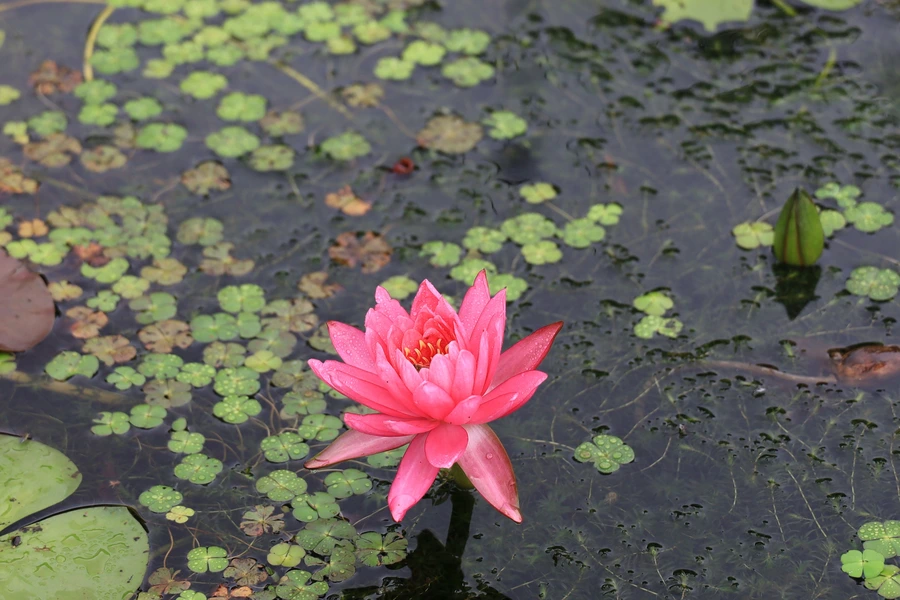 SE-faf0c5fb-f61e-43bb-9bdc-2734d71c4e21.jpg?type=w1