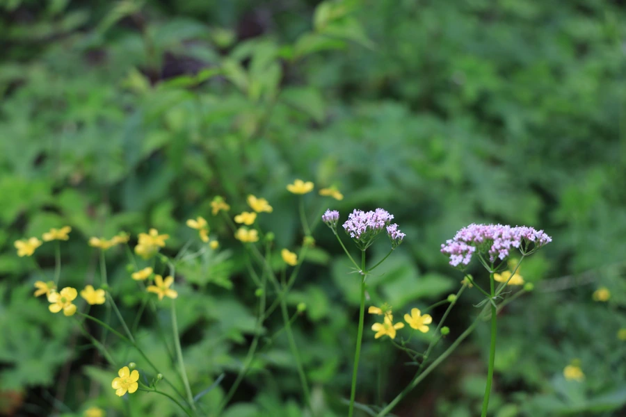 SE-6527a968-9b2b-4f05-9d79-38333bf3aaf3.jpg?type=w1