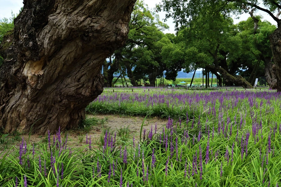 SE-6fcf91e0-4efd-42f6-bc56-3ed64e9a3128.jpg?type=w1