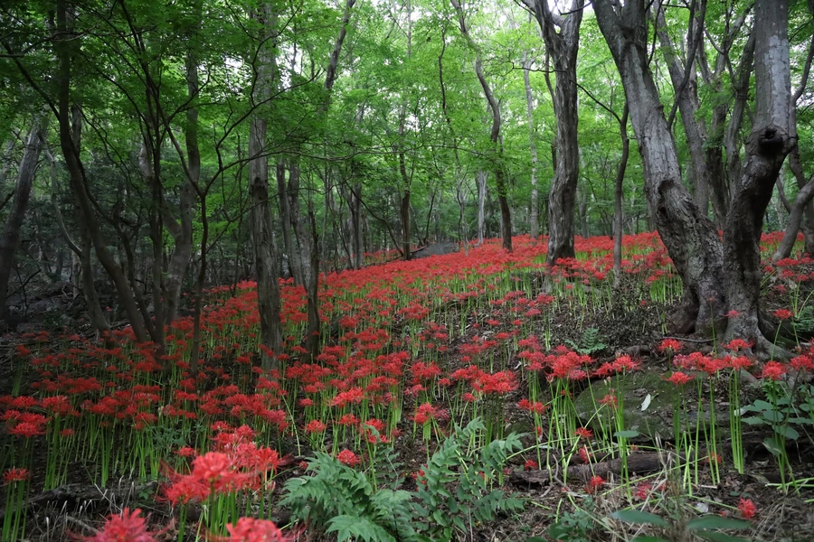 SE-2da99439-2469-4101-a93d-59b93d6db1c5.jpg?type=w1