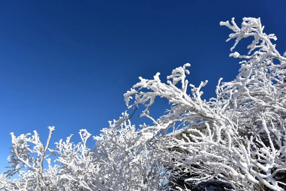 11%EC%9B%9426%EC%9D%BC_(199).JPG?type=w966