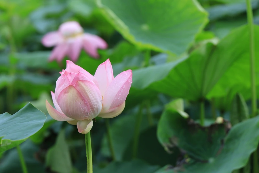 SE-07e242f2-65e2-4414-abc5-6d8a41f2569a.jpg?type=w1