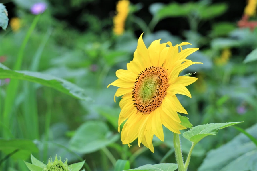 SE-1f772056-0130-4229-8195-0ae7dbe3db36.jpg?type=w1