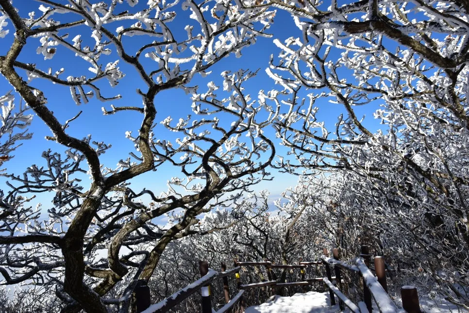 11%EC%9B%9426%EC%9D%BC_(86).JPG?type=w966