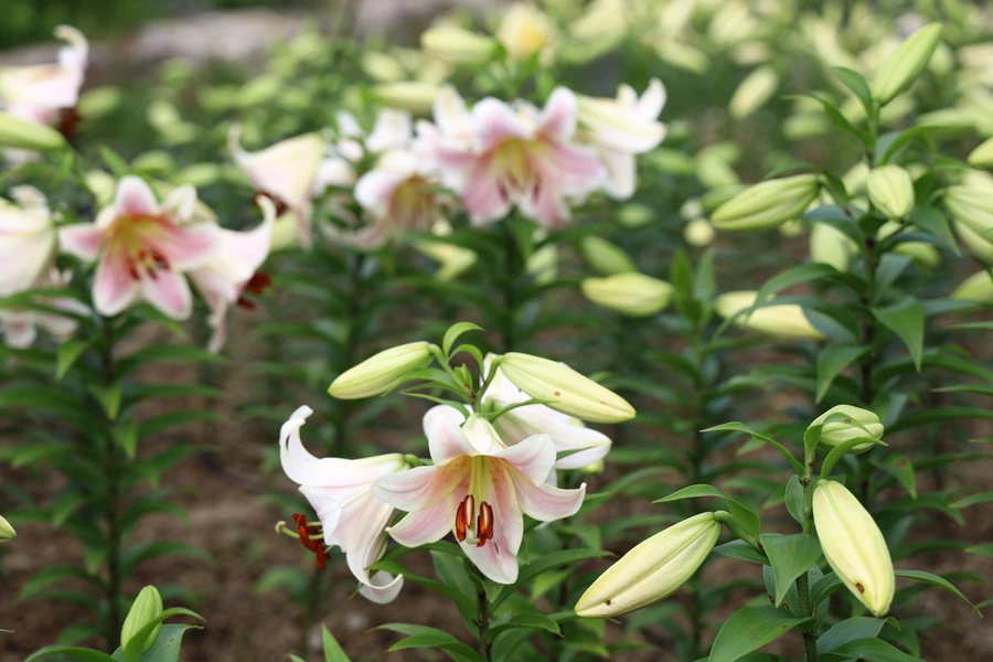 SE-b5e6e65c-f376-41da-9122-7499f4a833e6.jpg?type=w1