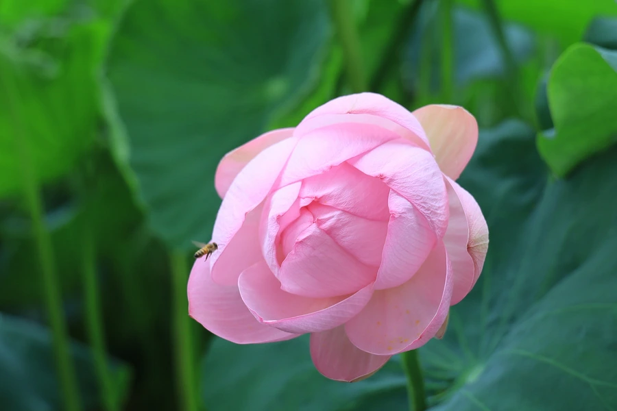 SE-bff6a9da-4ee2-4f79-8830-a079da93f966.jpg?type=w1