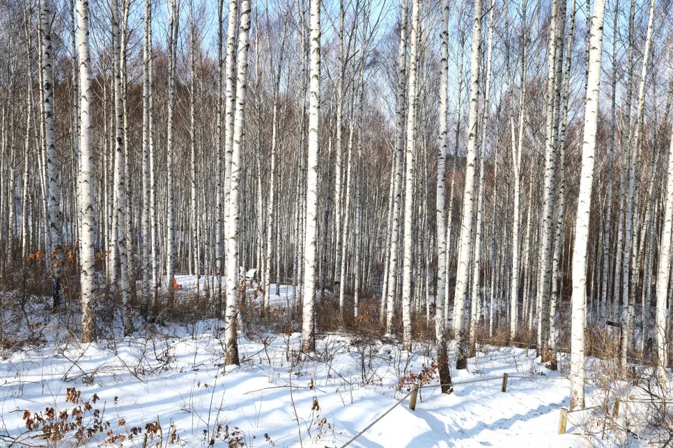 12%EC%9B%9426%EC%9D%BC_(68).JPG?type=w966