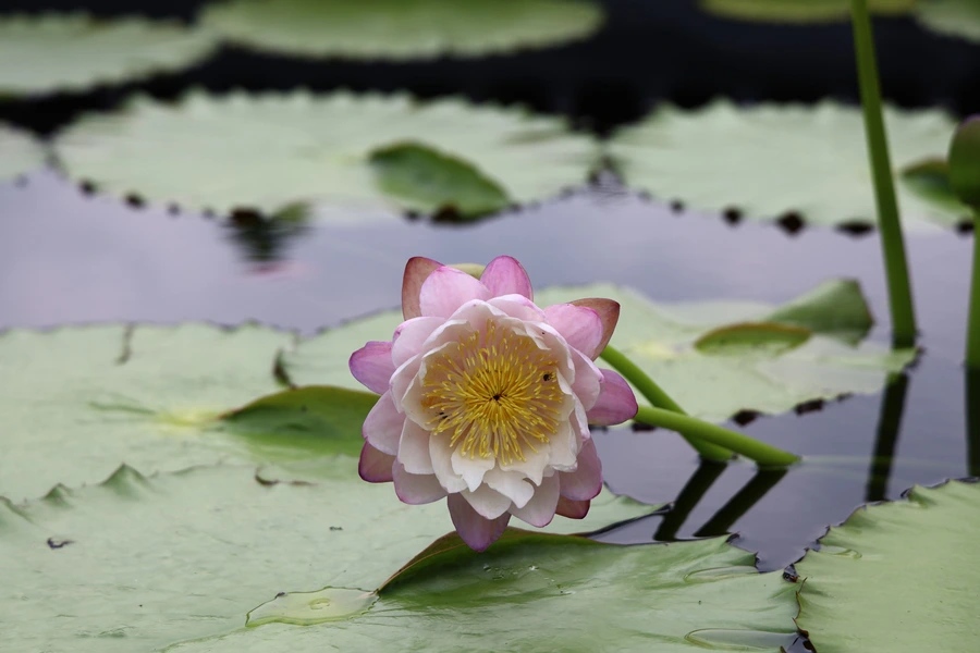 SE-cff8e199-2698-4951-8649-bf12715e40a8.jpg?type=w1