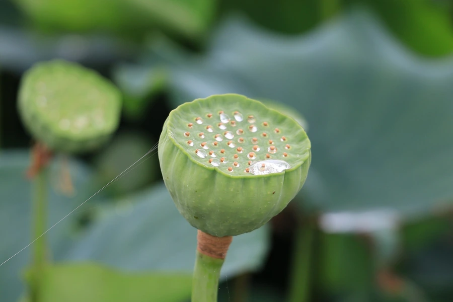 SE-6be4f60c-f038-41dd-b2ef-b00643ce2b08.jpg?type=w1