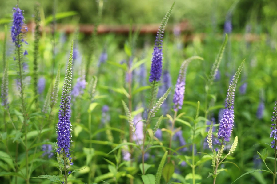 SE-96a02f91-f05e-4423-bf74-13ad644b5414.jpg?type=w1