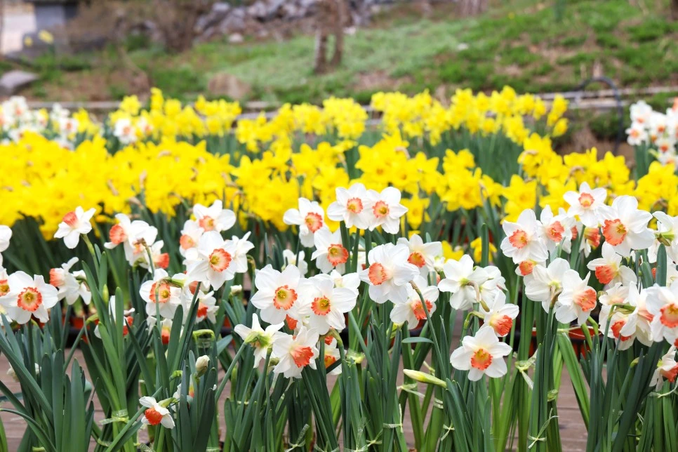 4%EC%9B%945%EC%9D%BC_(101).JPG?type=w966