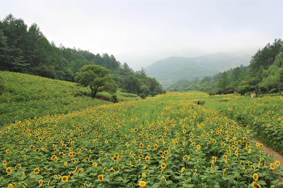 SE-66b91932-1d85-4ea7-a42b-7a2573a5a7e6.jpg?type=w1