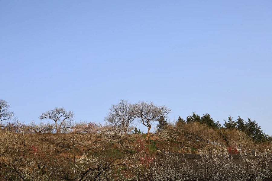 SE-3ccc4389-1d1c-4301-8824-a017662182d0.jpg?type=w1