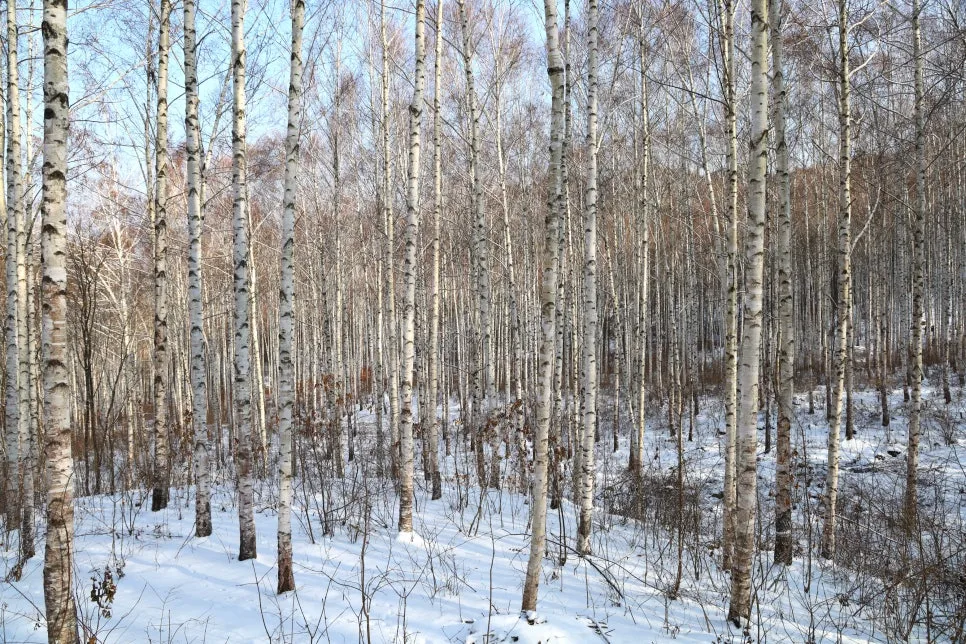 12%EC%9B%9426%EC%9D%BC_(44).JPG?type=w966