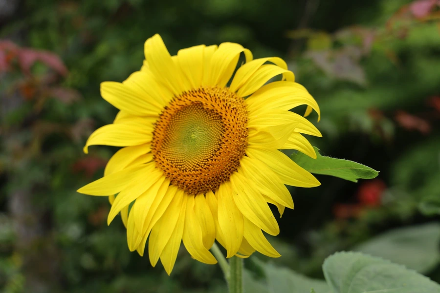 SE-a3a8ac37-6649-4275-982f-6c75035c7d95.jpg?type=w1