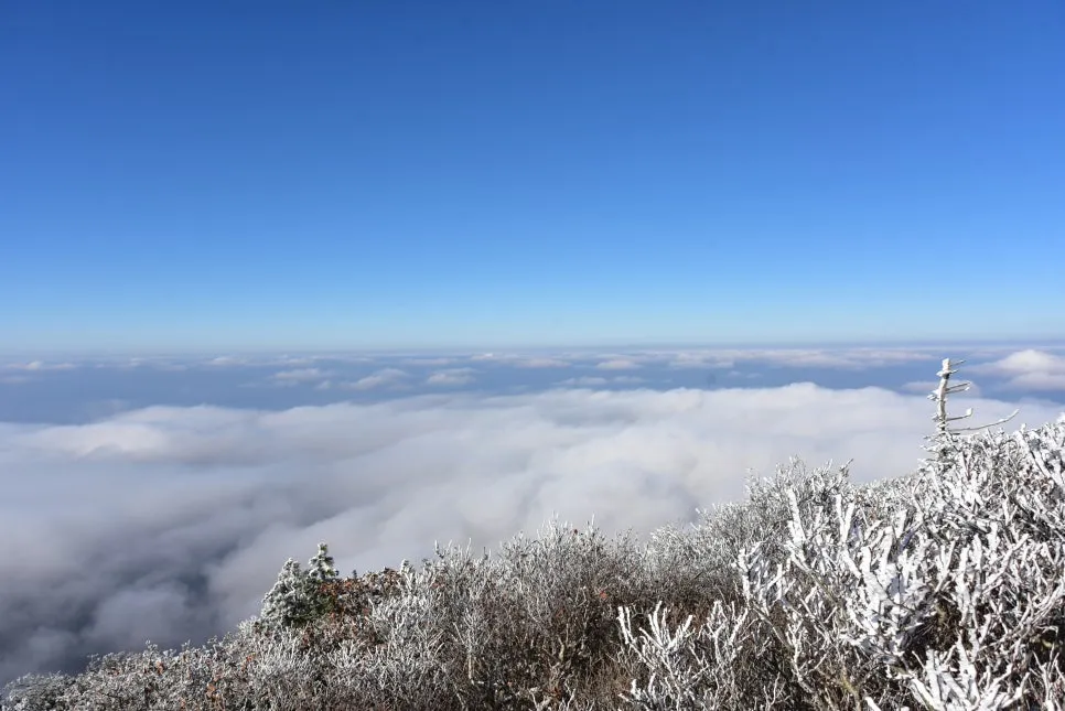 11%EC%9B%9426%EC%9D%BC_(99).JPG?type=w966