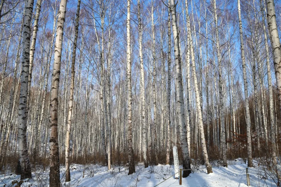 12%EC%9B%9426%EC%9D%BC_(95).JPG?type=w966