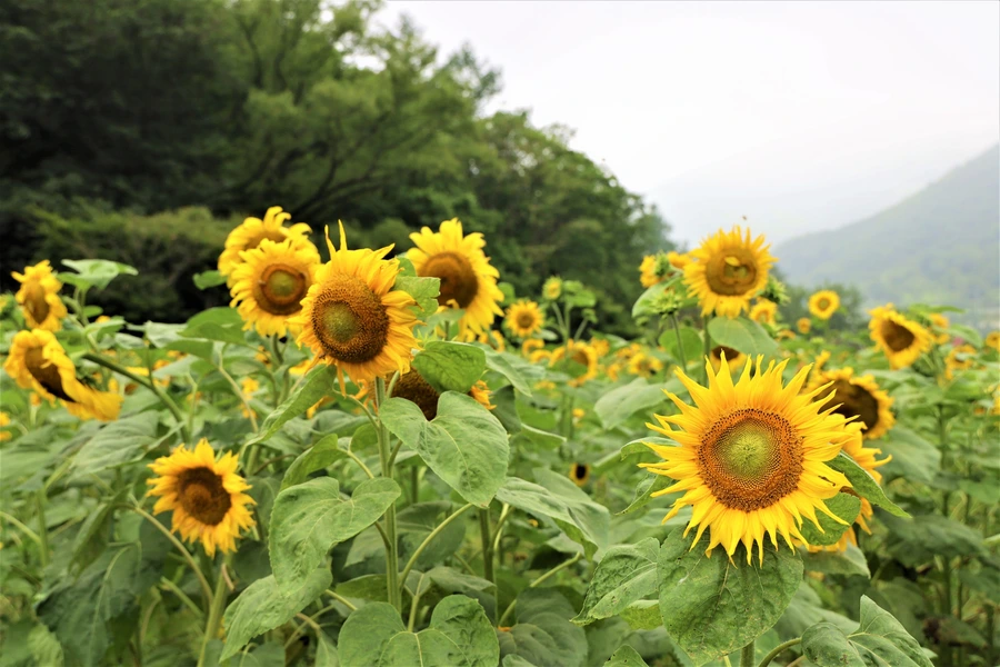 SE-9f0f6ceb-aeea-4ce8-9458-3041b5d5e03d.jpg?type=w1