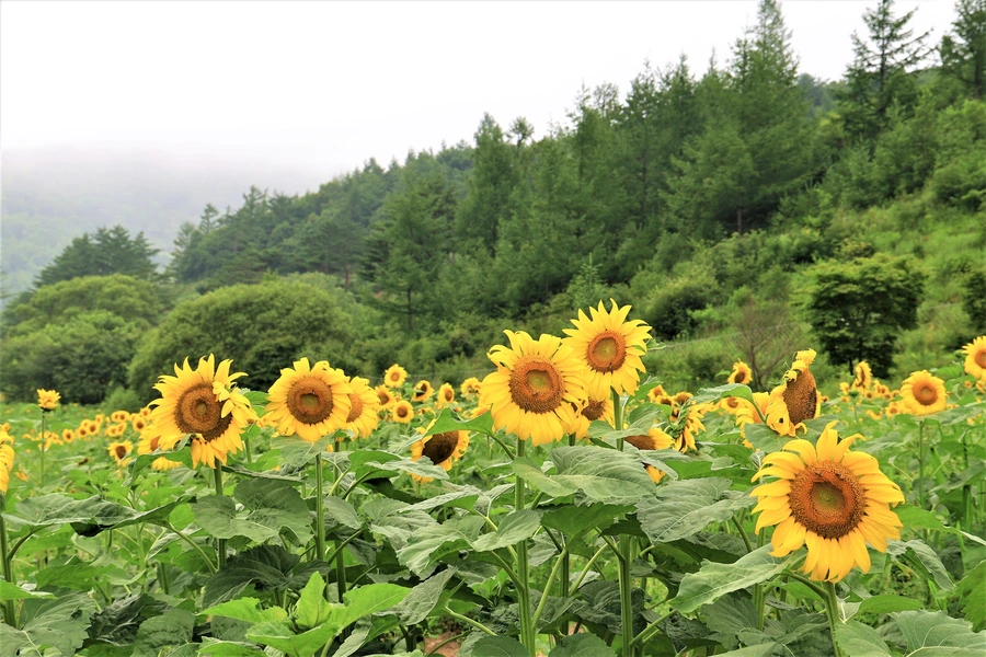 SE-cce9dfdd-035c-4381-8d47-ea4fe3c028f3.jpg?type=w1