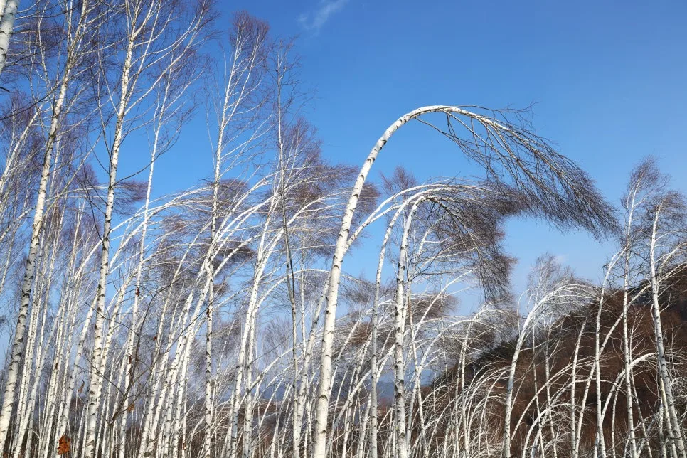 12%EC%9B%9426%EC%9D%BC_(37).JPG?type=w966