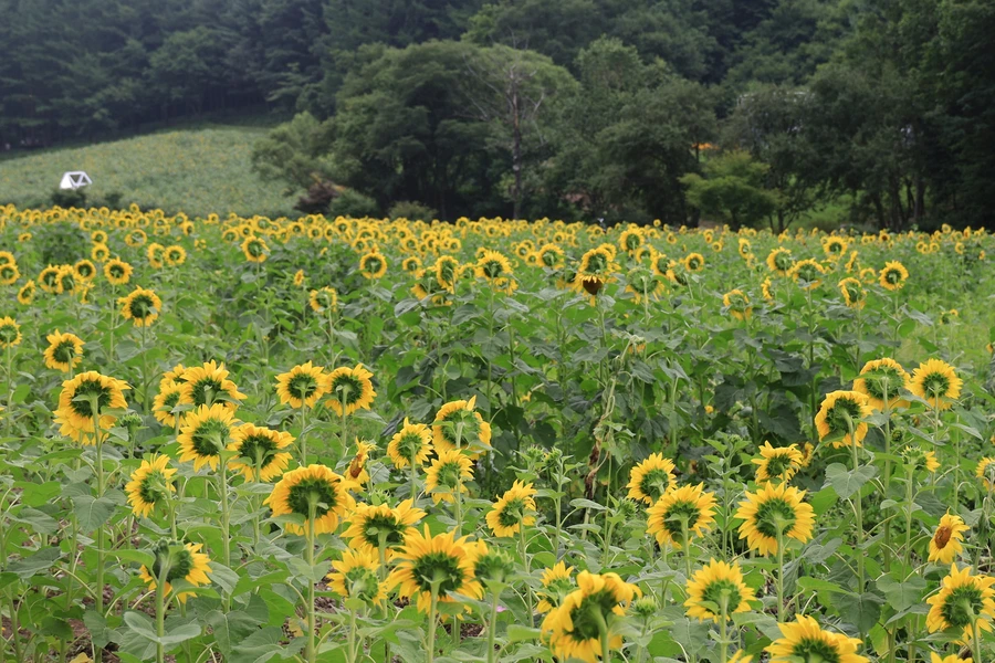 SE-8fef252a-ebf7-42f8-ba9a-afcd993b223f.jpg?type=w1