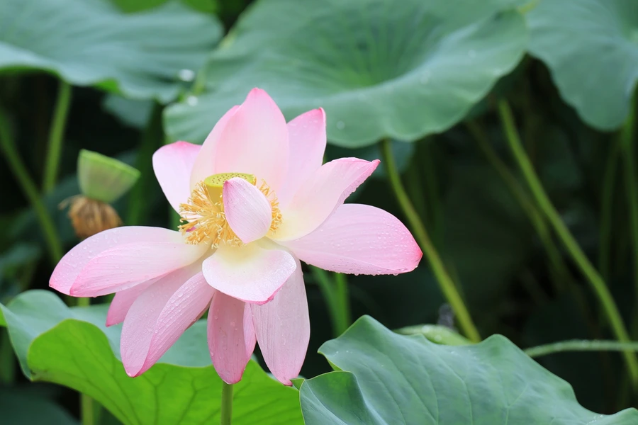 SE-e5893d92-c40a-4d74-b303-df3bf21b14ad.jpg?type=w1