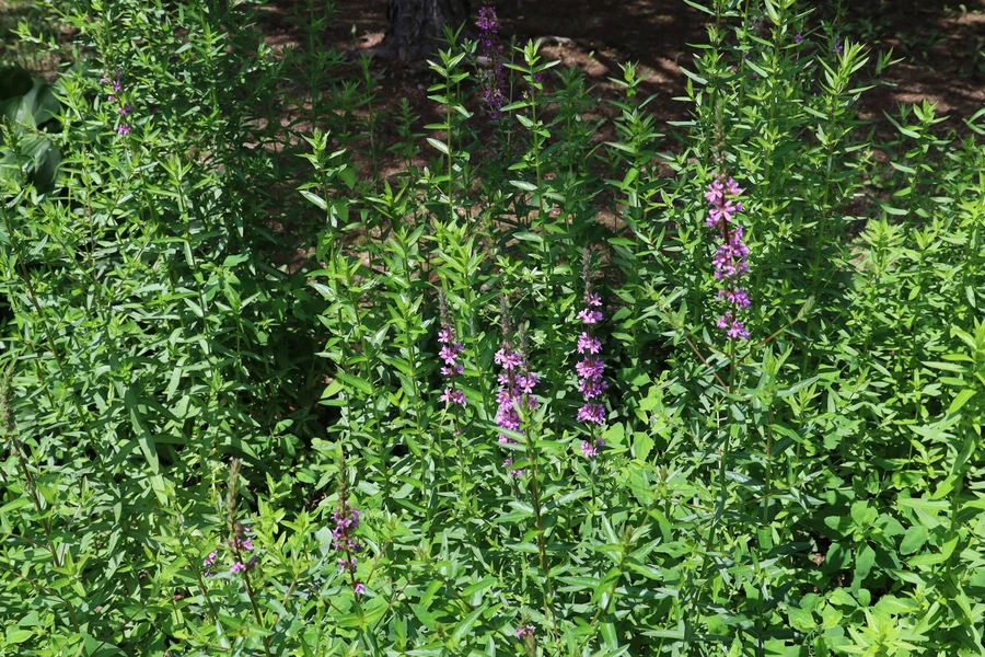 SE-7bdc35b8-5182-4f18-ad72-1519bb98dea8.jpg?type=w1