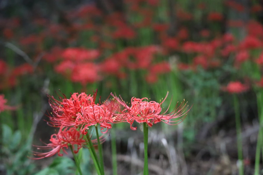 SE-45bd5e12-7edf-4713-8e19-6e6e1317dd56.jpg?type=w1