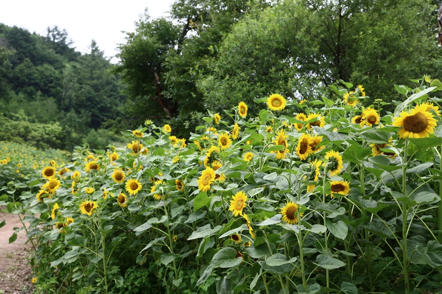 SE-7467b983-adee-468b-b562-be31474f5c21.jpg?type=w1