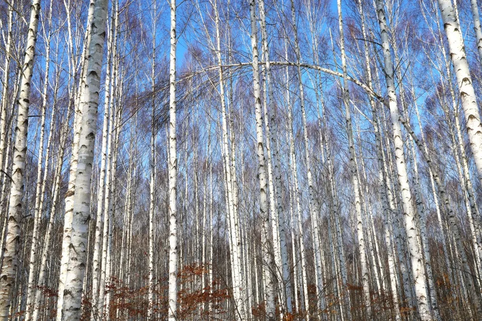 12%EC%9B%9426%EC%9D%BC_(60).JPG?type=w966