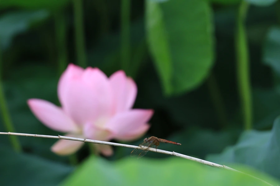 SE-18ca98b9-42a0-4e91-84e1-ea85a1596540.jpg?type=w1