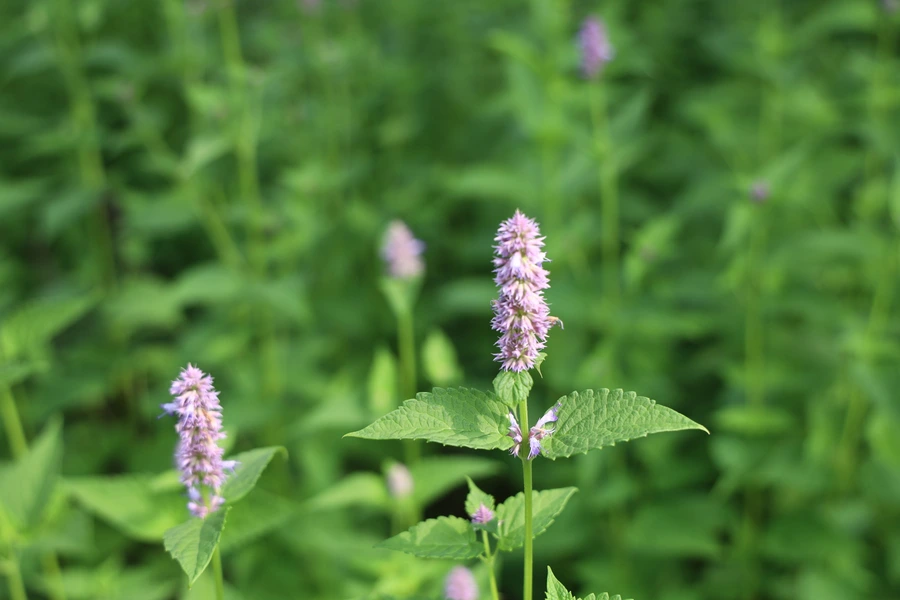 SE-da2ab035-501e-45d3-aac0-33068c960dfa.jpg?type=w1