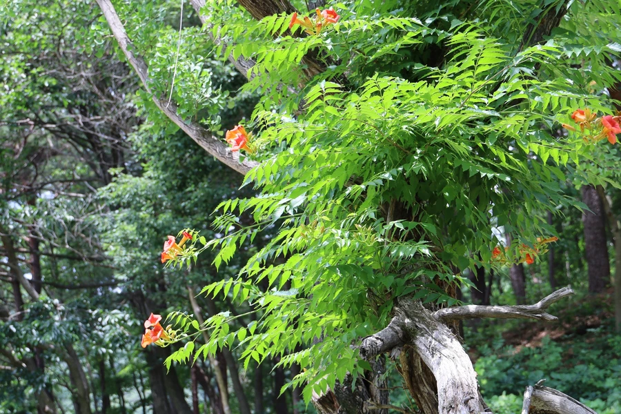 SE-c7ee34e9-ff60-4d87-b78c-e0c4c749be51.jpg?type=w1