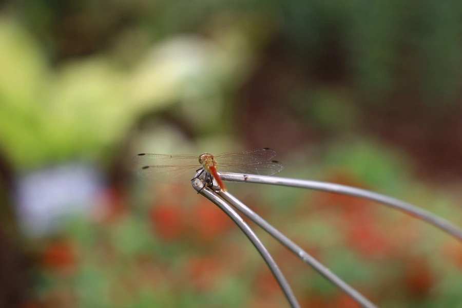 SE-86c6e146-f2c0-469d-9338-e37e403f1c1b.jpg?type=w1