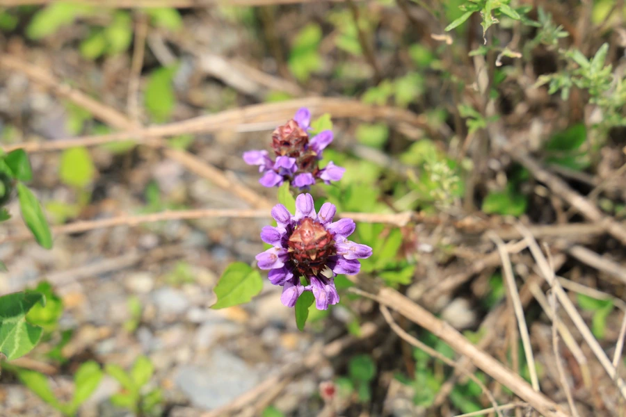 SE-5f345afc-ba84-4d48-b8eb-aa8f3dc3a1c4.jpg?type=w1