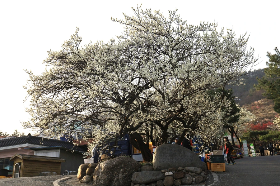 SE-5c353330-3c6f-4b76-a203-3efd61b7b8ed.jpg?type=w1