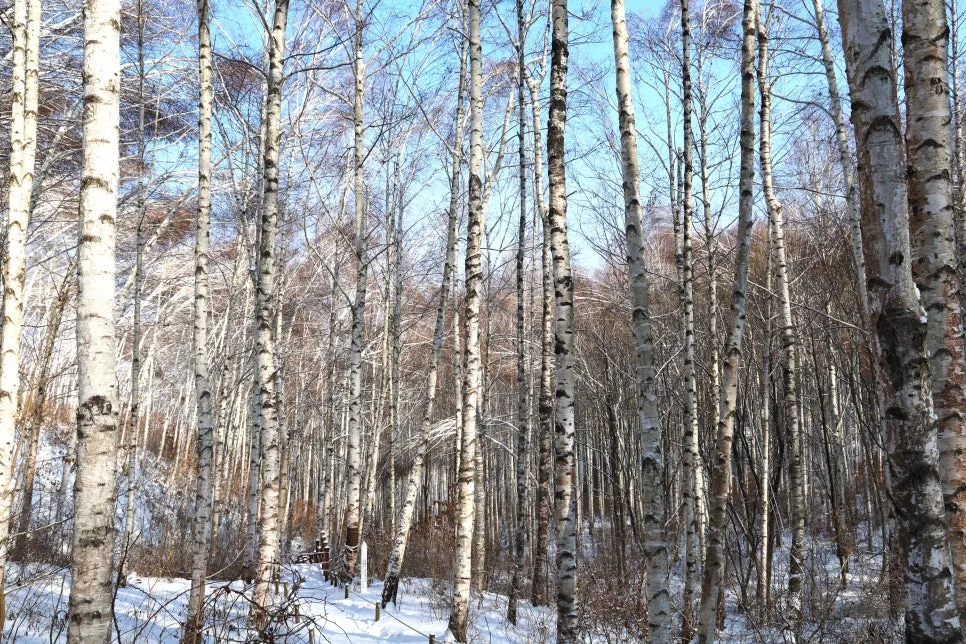 12%EC%9B%9426%EC%9D%BC_(42).JPG?type=w966