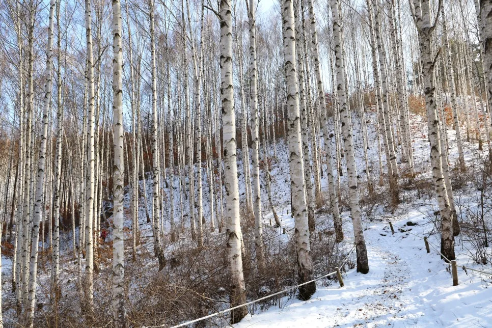 12%EC%9B%9426%EC%9D%BC_(71).JPG?type=w966