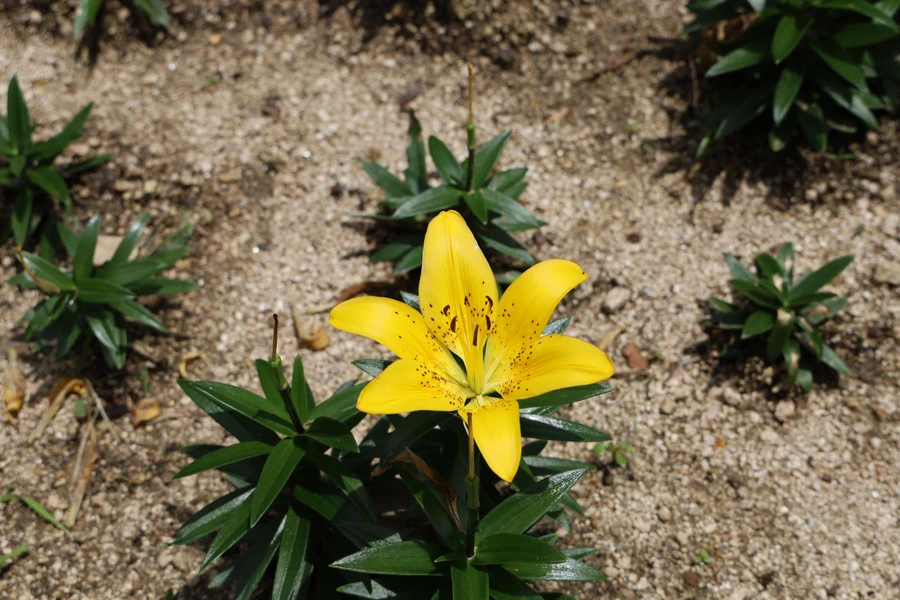 SE-ac13ffc0-93e0-42d2-b1f6-f2e245df5805.jpg?type=w1