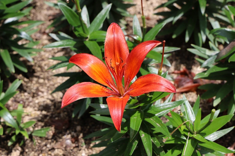 SE-2677ef78-c348-4aac-bc96-d1887169789d.jpg?type=w1