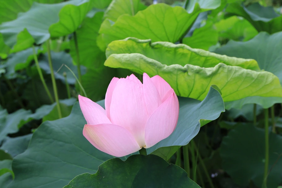 SE-6c99d7b0-72c0-45cd-b786-c65795441be7.jpg?type=w1