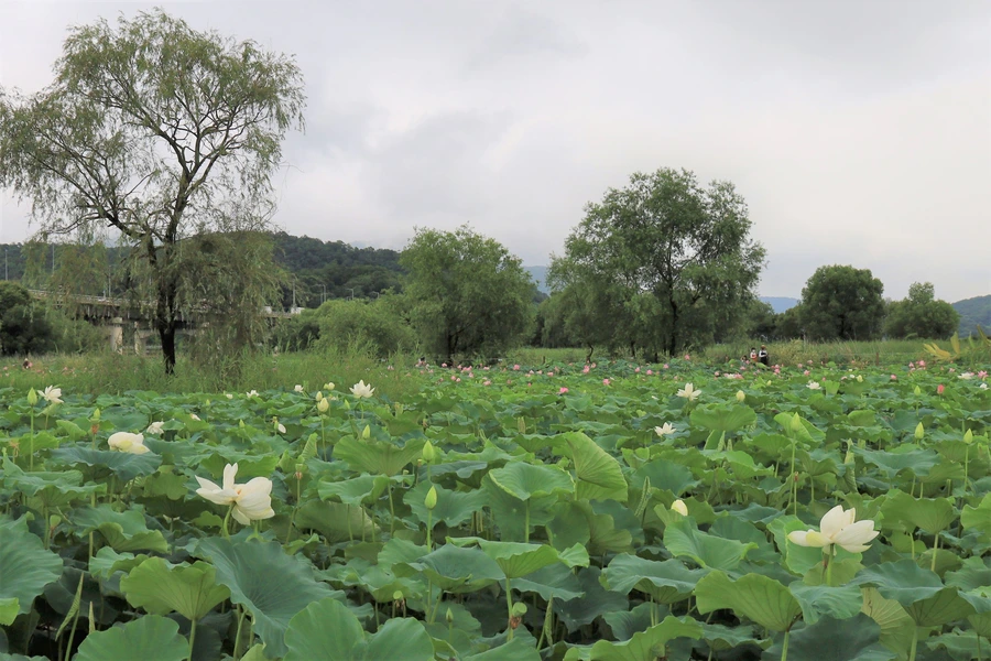 SE-1d29d548-2ba2-4f62-bdb7-dbe67b39041f.jpg?type=w1