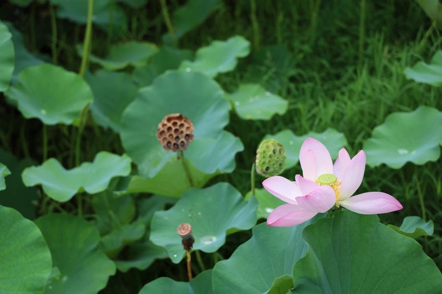 SE-fc2c3367-deb6-44fd-bc7d-05f75ddc1d8e.jpg?type=w1