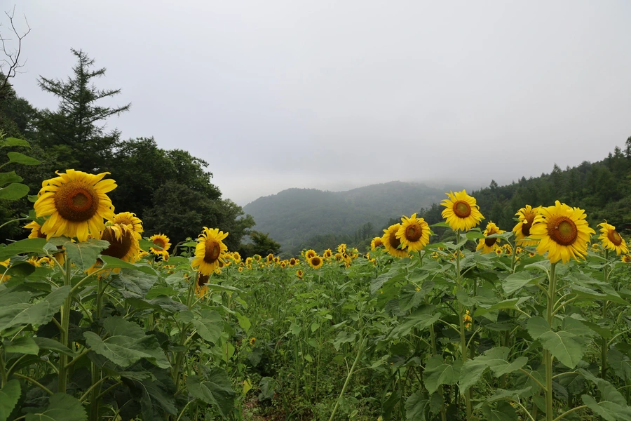 SE-a41203a6-ef10-4c35-85d9-7d384688ad15.jpg?type=w1